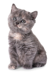 Cute little grey kitten sitting on white background