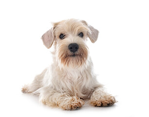 miniature white schnauzer in studio