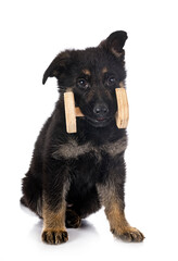 Fototapeta premium puppy german shepherd