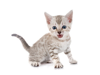 Obraz premium bengal kitten in studio