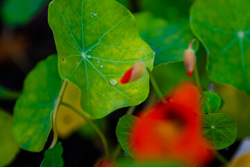 red and green leaves