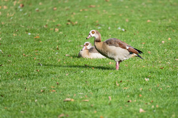 two ducks on grass near Eckensee lake at Castle park, Stuttgart