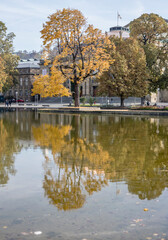 Fototapeta na wymiar big tree with fall foliage reflects in lake at Castle park, Stuttgart