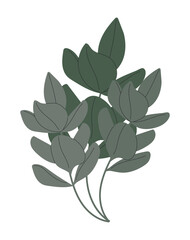 Ficus branch vector. Home plant isolated on a white background.
