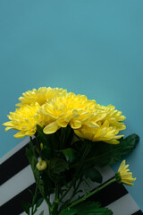 A bouquet of yellow chrysanthemums on a blue background on a striped napkin at the bottom of the photo. Bright image of flowers. A greeting card. Background of yellow flowers. Photo from above.