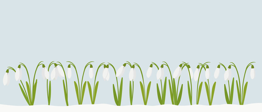 Snowdrops are the first spring flowers to bloom in March or April. Flat vector cartoon drawing for creating an Easter card or flyer with place for text.