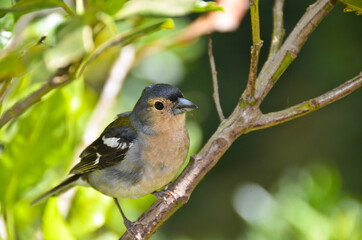 Obraz premium Small cute bird on a branch of the tree
