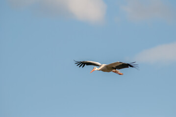 Obraz premium White stork in flight in the air.