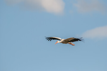 White stork in flight in the air.