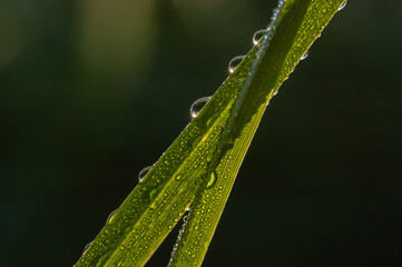Dew drops on the grass on a cool spring morning.
