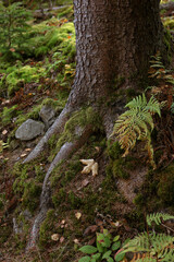Tree roots overgrown with beautiful green moss in forest