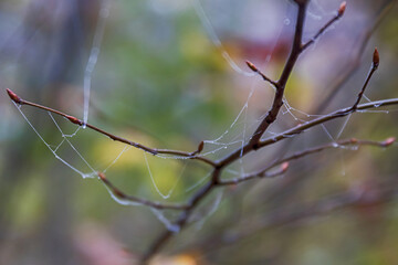 branch with leaves