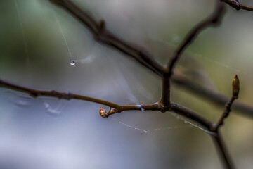 drops of dew on a branch