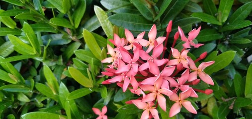 Fototapeta premium Ixora