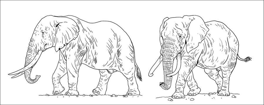 African elephant drawing. Vector template for coloring with elefant bull.