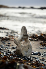 Sperm Whale Backbone on shore of seal beach standing in the sun