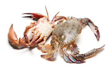 Blue swimmer crab on white background