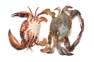 Blue swimmer crab on white background
