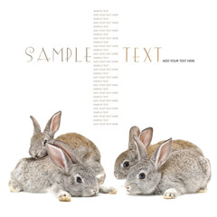 two rabbits on a white background
