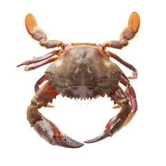 Blue swimmer crab on white background
