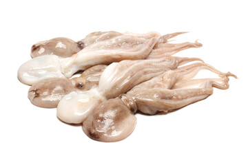 Octopus on white background