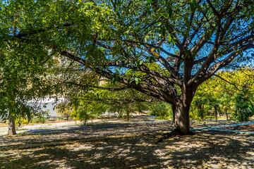 Oaxacan trees and vegetation inside the Botanical Garden in Oaxaca, Mexico