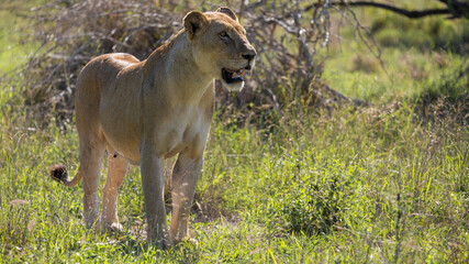 a big lioness on the move