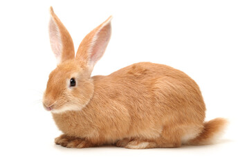 rabbit isolated on white background