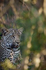 Leopard (Panthera Pardus) female. Mpumalanga. South Africa.