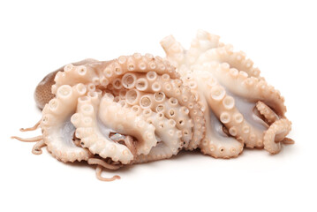 Octopus on white background 