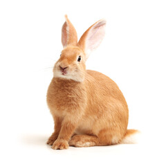 white rabbit isolated on white