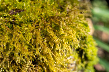 Moss covered wood in forest in Japan.