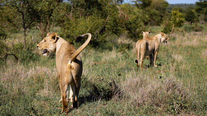 a couple of lionesses on the move