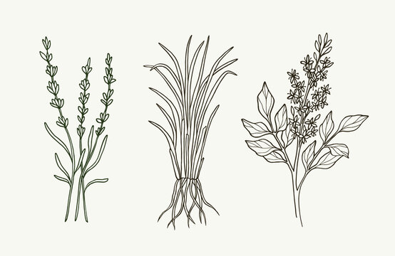 Set of hand drawn lavender, vetiver, copaiba
