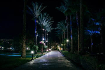 Night view walkway with tropical palm trees in the light of the