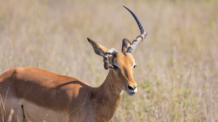 Impala ram with a deformed horn