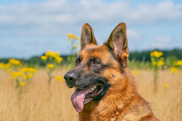 German Shepherd sitting outside in the high yellow reeds. Show his tongue. Yellow flowers and forest edge in the background