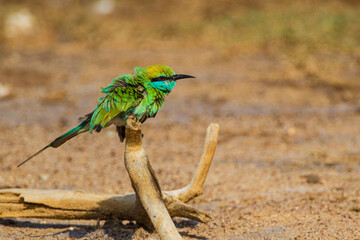 Green Bee-eater perched on a stump in Yala, Sri Lanka