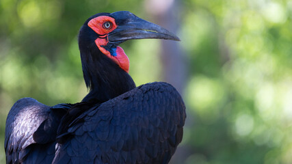 Southern ground hornbill in the wild