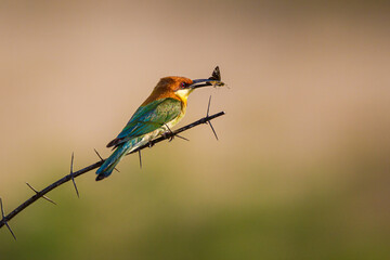 Chestnut-headed bee-eater sitting on a branch with an insect in its mouth in Yala, Sri Lanka