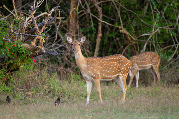 Naklejka na ściany i meble Spotted Deer grazing on the forest floor of Yala National Park, Sri Lanka