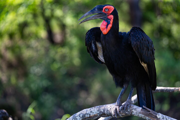 Southern ground hornbill in the wild