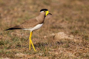 Yellow wattled Lapwing guarding its nest in Yala, Sri Lanka