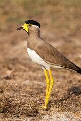 Yellow wattled Lapwing guarding its nest in Yala, Sri Lanka