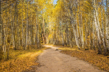 Obraz premium Calm fall season. Beautiful landscape with the road in autumn fo