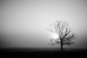 Trees in the cold mist of winter in Bushy Park in England