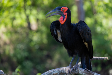 Fototapeta premium Southern ground hornbill in the wild