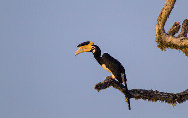 Malabar Pied Hornbill perched on a branch against a blue sky in Yala, Sri Lanka