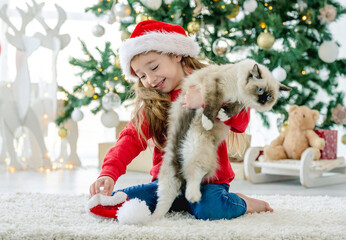 Child girl with ragdoll cat in Christmas time