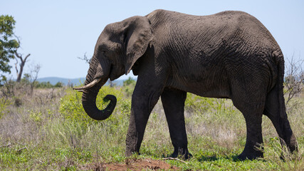 Big African elephant bull in the wild